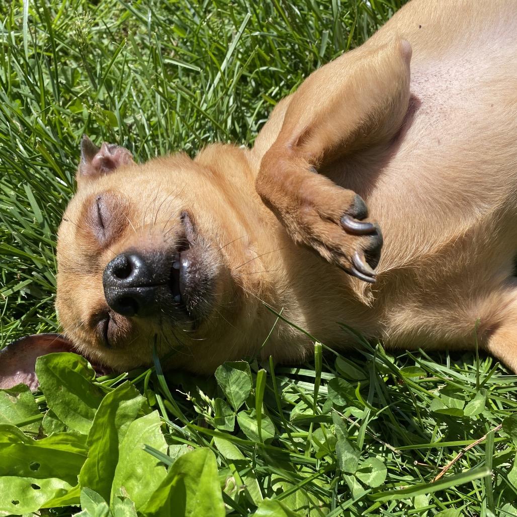 Hammy, a Adoptable Chihuahua in Hudson, IL image 5/5