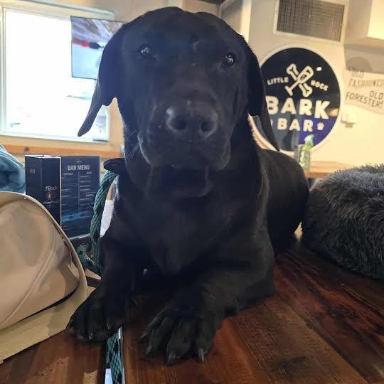 Enlarge Paco, an adopted mixed breed in Austin, AR image 6/6