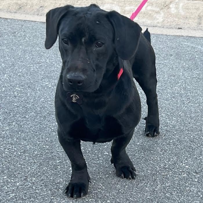 Paco, adopted, Young Male Labrador Retriever & Dachshund.