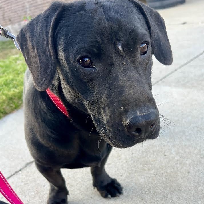 Enlarge Paco, an adopted mixed breed in Austin, AR image 3/6