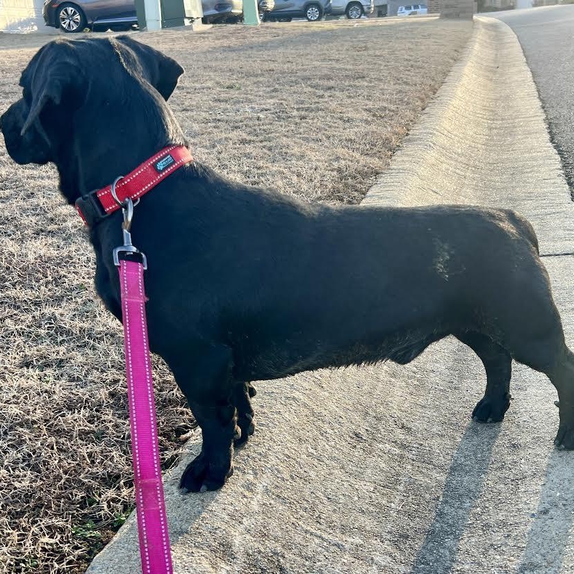 Enlarge Paco, an adopted mixed breed in Austin, AR image 4/6