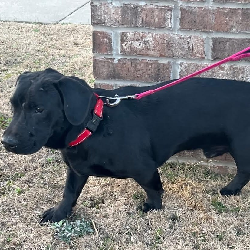 Enlarge Paco, an adopted mixed breed in Austin, AR image 5/6