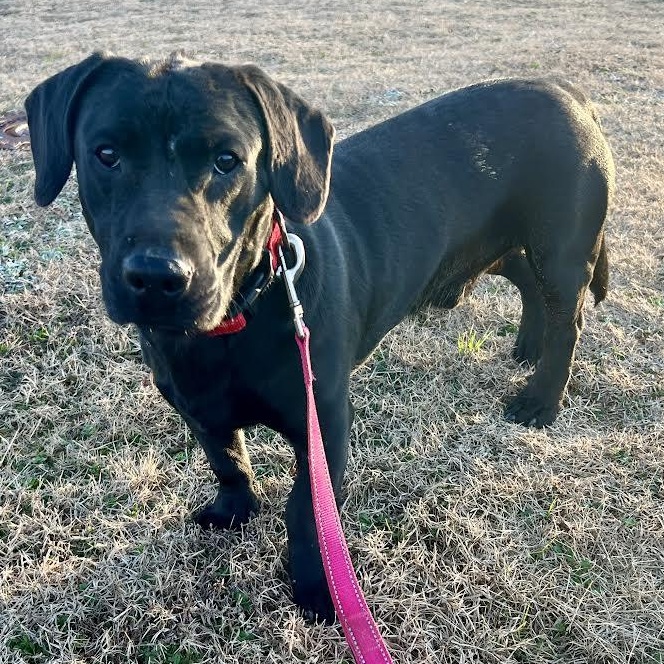 Enlarge Paco, an adopted mixed breed in Austin, AR image 2/6