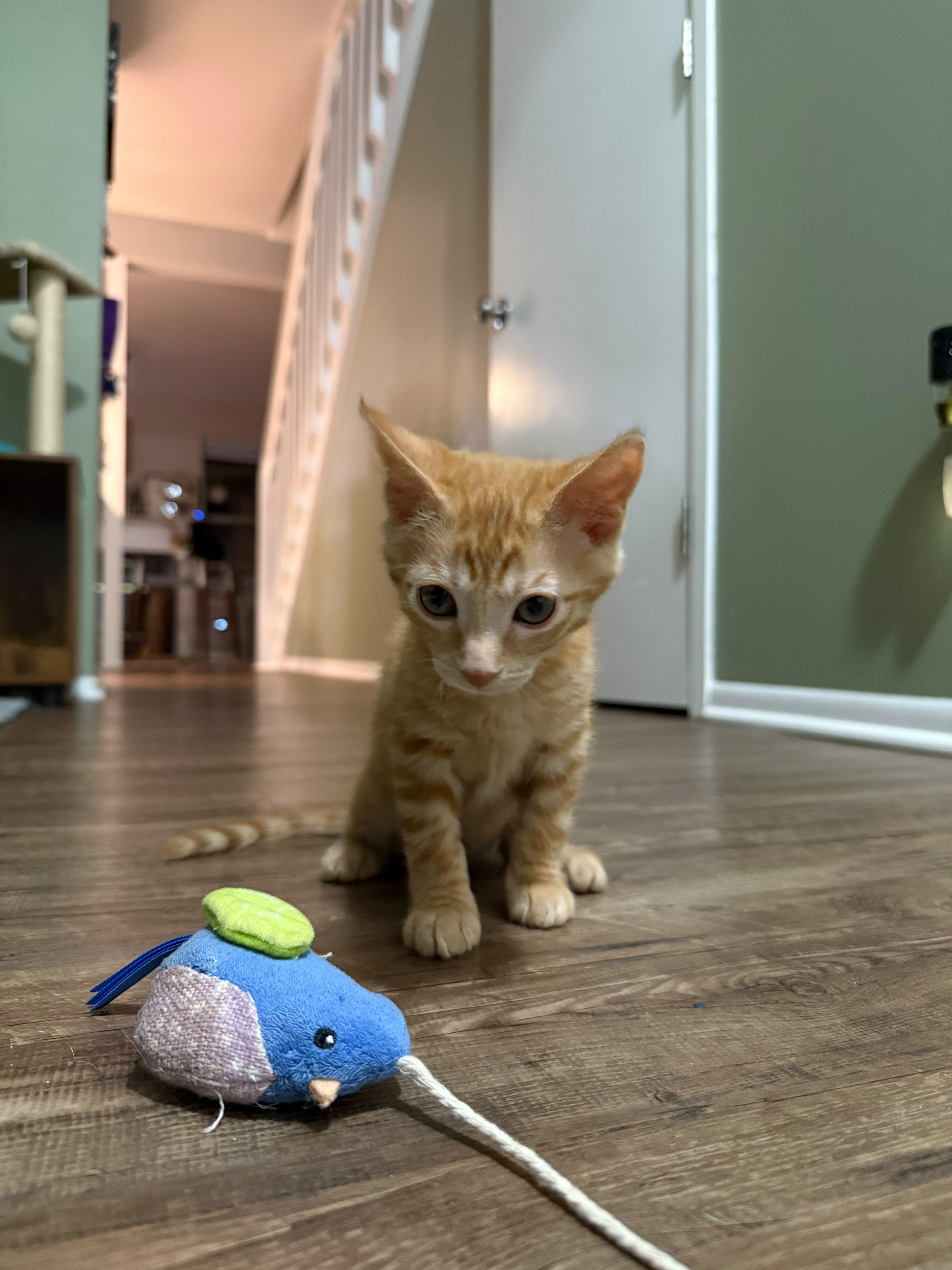 Tilly, adopted, Kitten Female Domestic Short Hair.