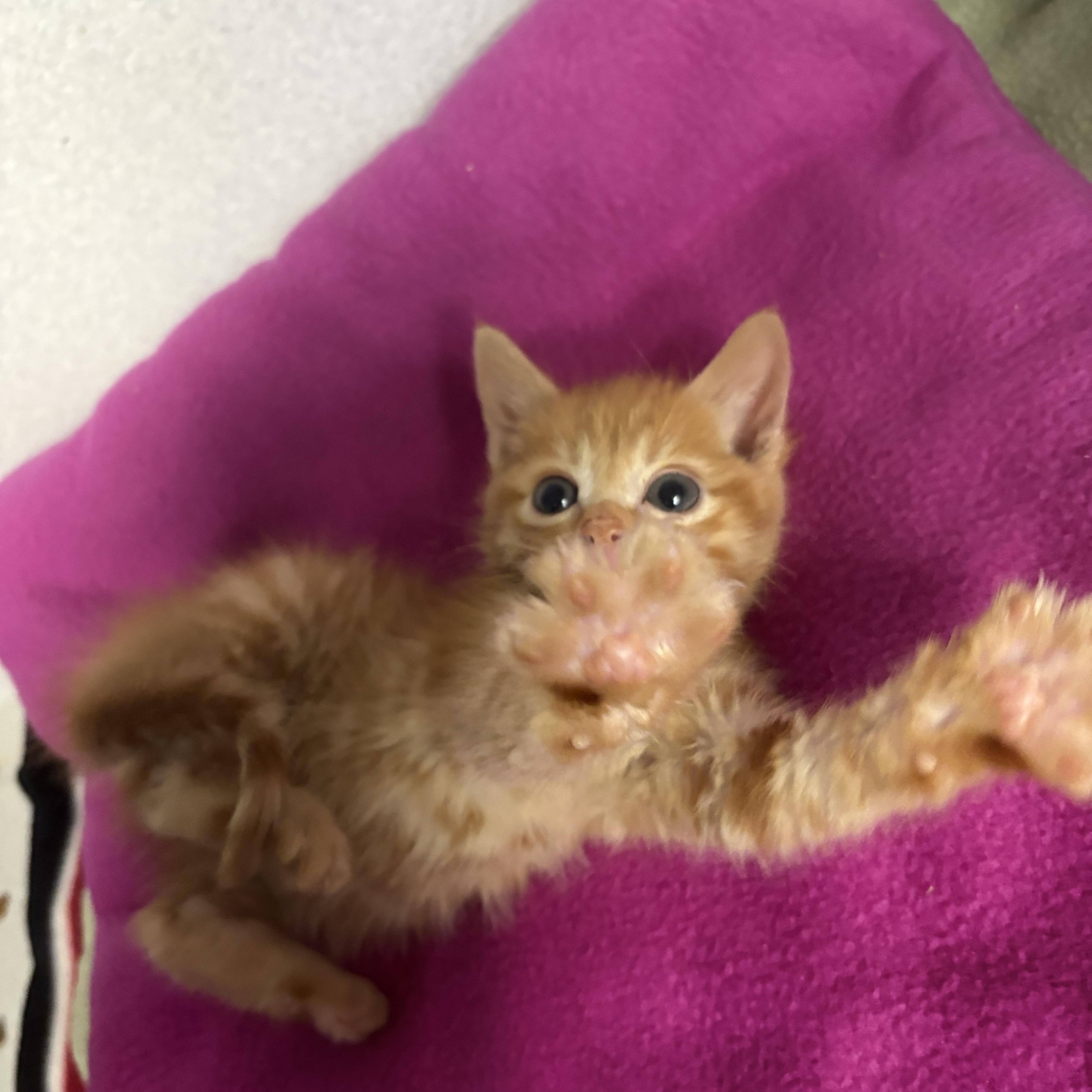 Tilly, an adopted Domestic Short Hair in Bear, DE image 3/4