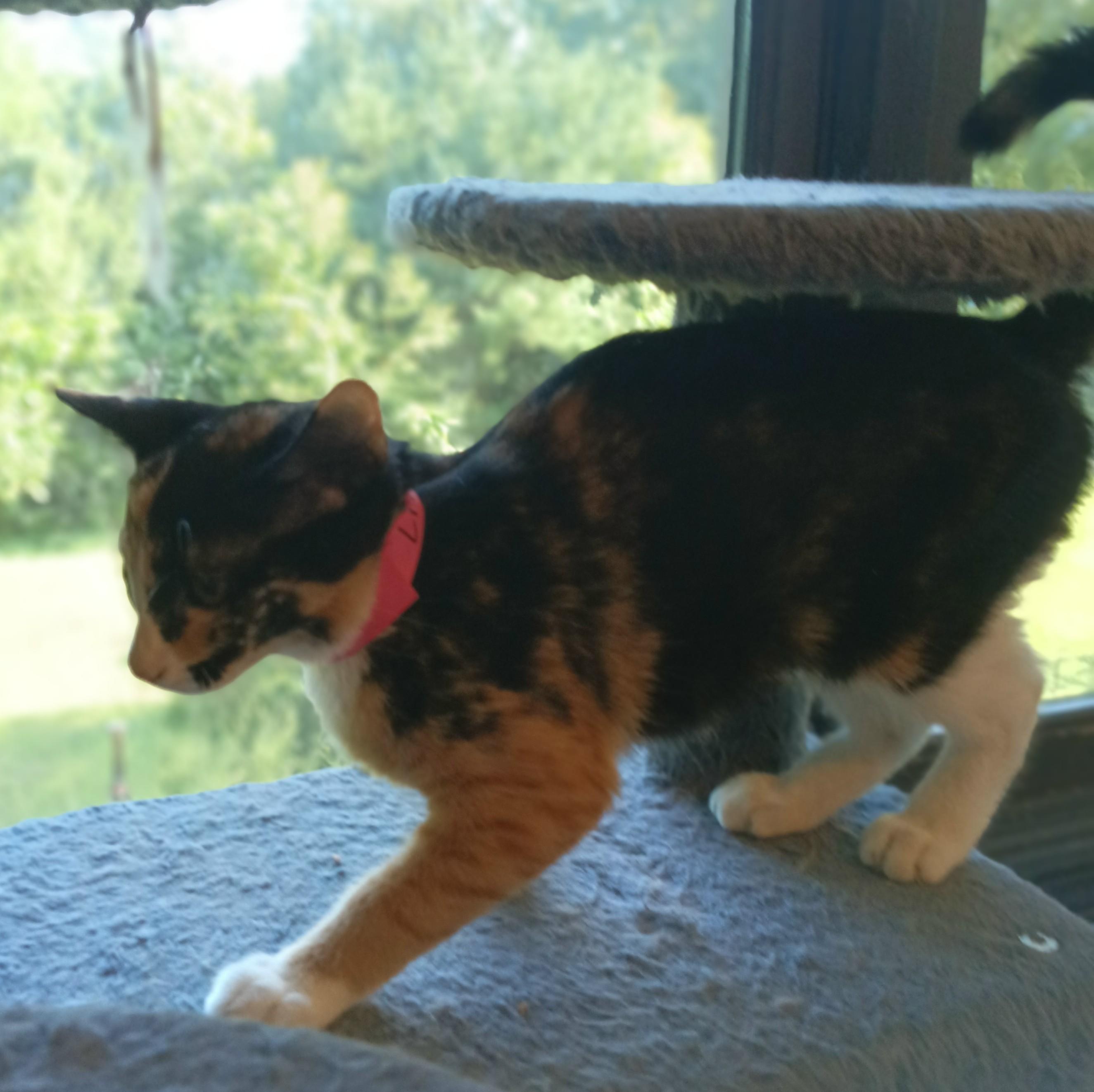 Enlarge Bunny, a Adoptable Domestic Short Hair in Franklinville, NJ image 1/1