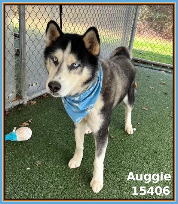 AUGGIE, adoptable, Adult Male Siberian Husky.