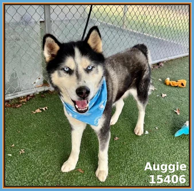 Enlarge AUGGIE, an adoptable mixed breed in Marietta, GA image 2/6