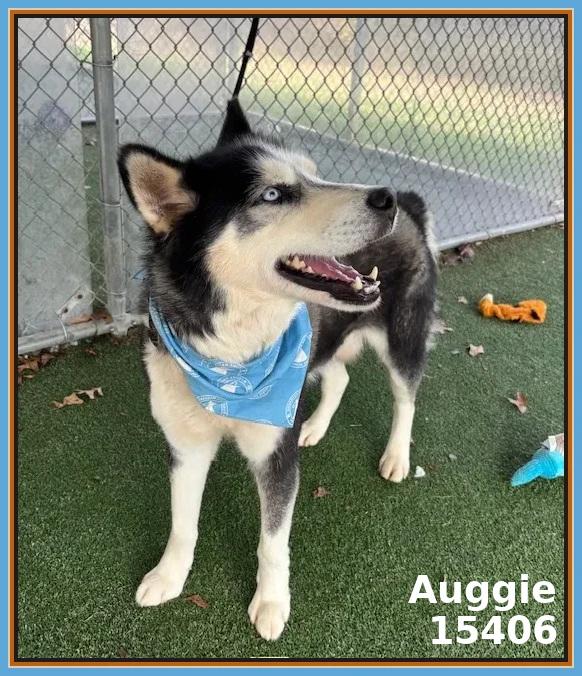 Enlarge AUGGIE, an adoptable mixed breed in Marietta, GA image 3/6