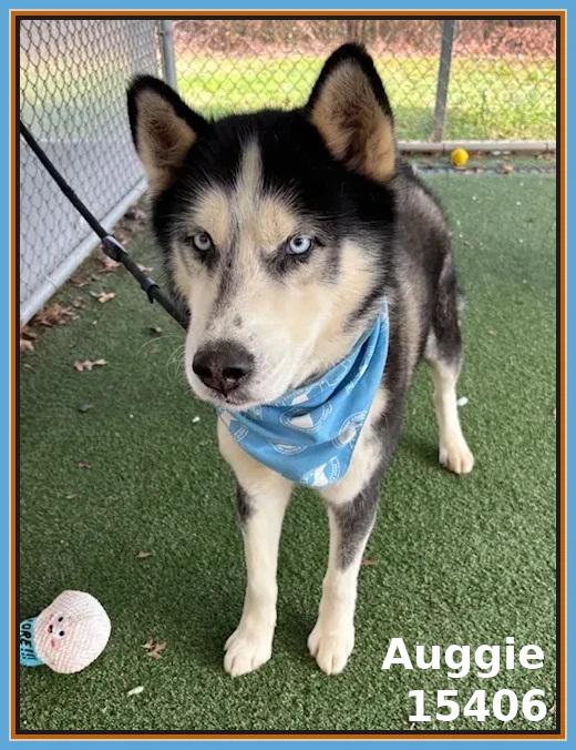 Enlarge AUGGIE, an adoptable mixed breed in Marietta, GA image 4/6