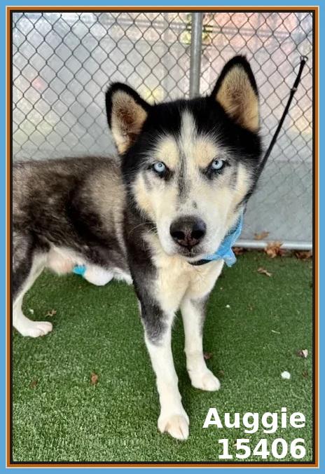 Enlarge AUGGIE, an adoptable mixed breed in Marietta, GA image 5/6