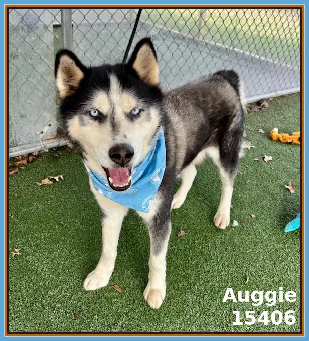 Enlarge AUGGIE, an adoptable mixed breed in Marietta, GA image 6/6