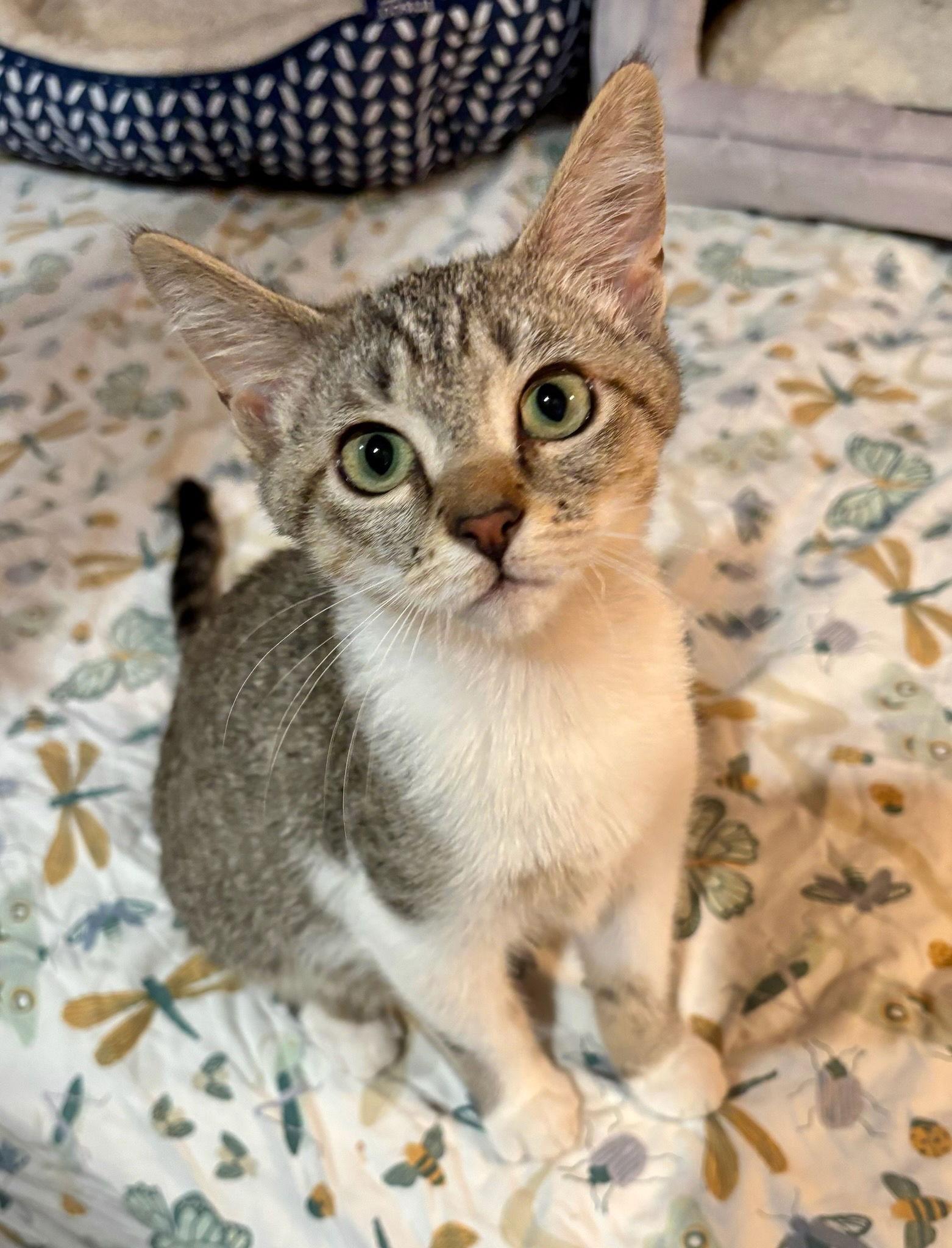 Enlarge Harp, a Adopted Domestic Short Hair in Rootstown, OH image 1/3