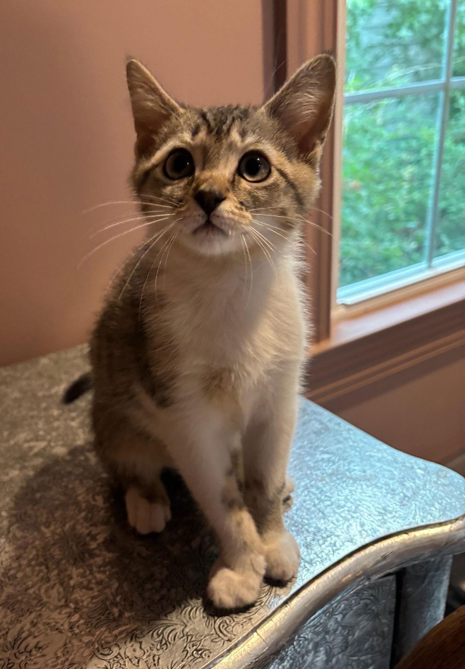 Enlarge Harp, a Adopted Domestic Short Hair in Rootstown, OH image 2/3