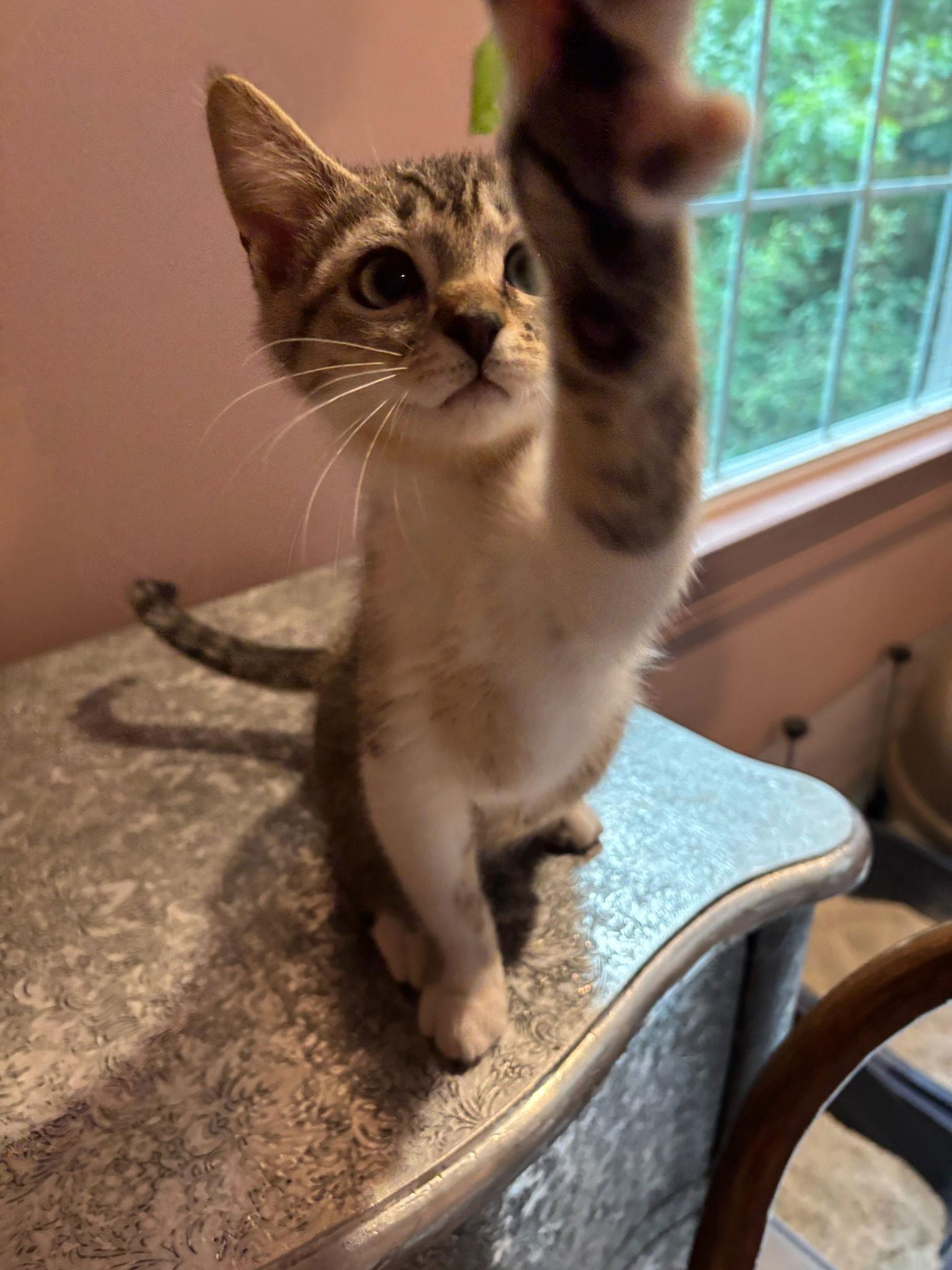 Enlarge Harp, a Adopted Domestic Short Hair in Rootstown, OH image 3/3