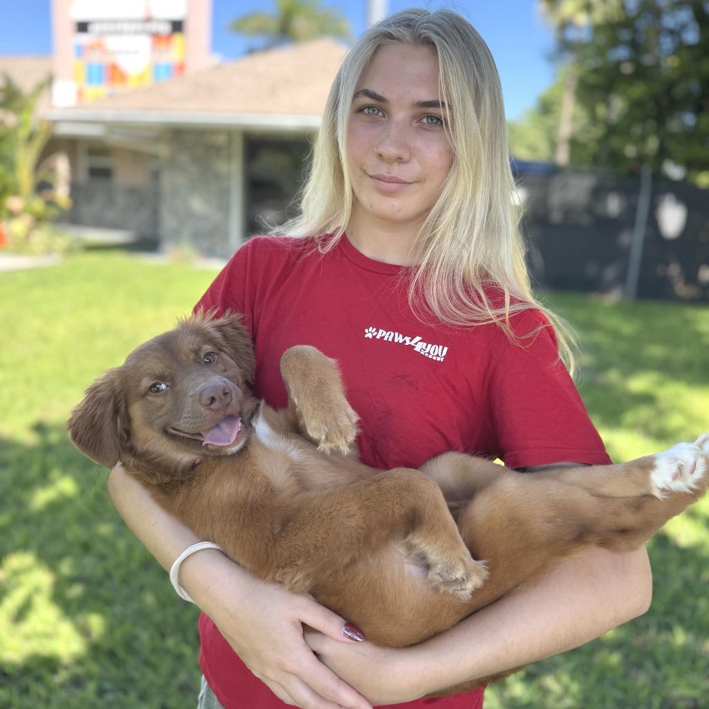 Puppy Autumn, Adoptable, Puppy Female Australian Shepherd & Mixed Breed.