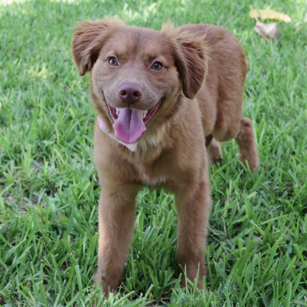Enlarge Puppy Autumn, a Adoptable mixed breed in Miami, FL image 2/6