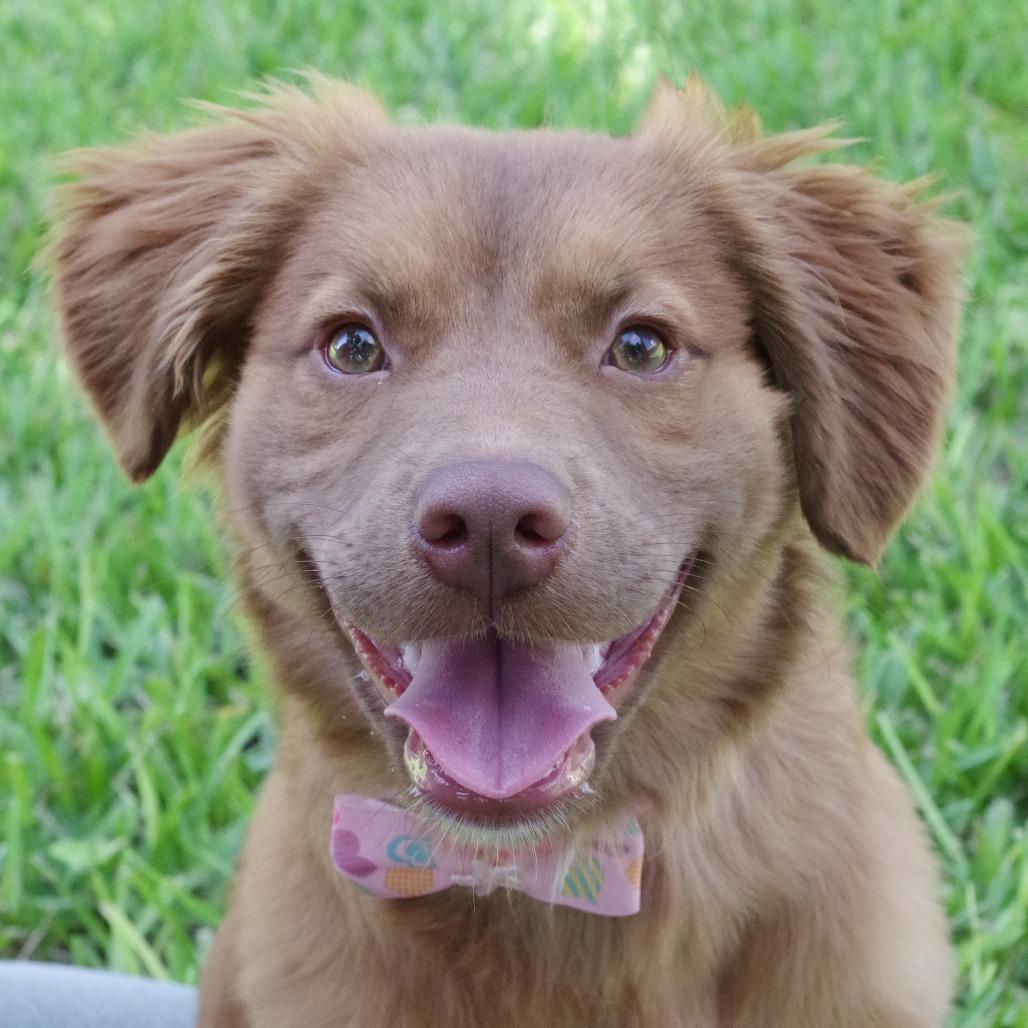 Enlarge Puppy Autumn, a Adoptable mixed breed in Miami, FL image 3/6