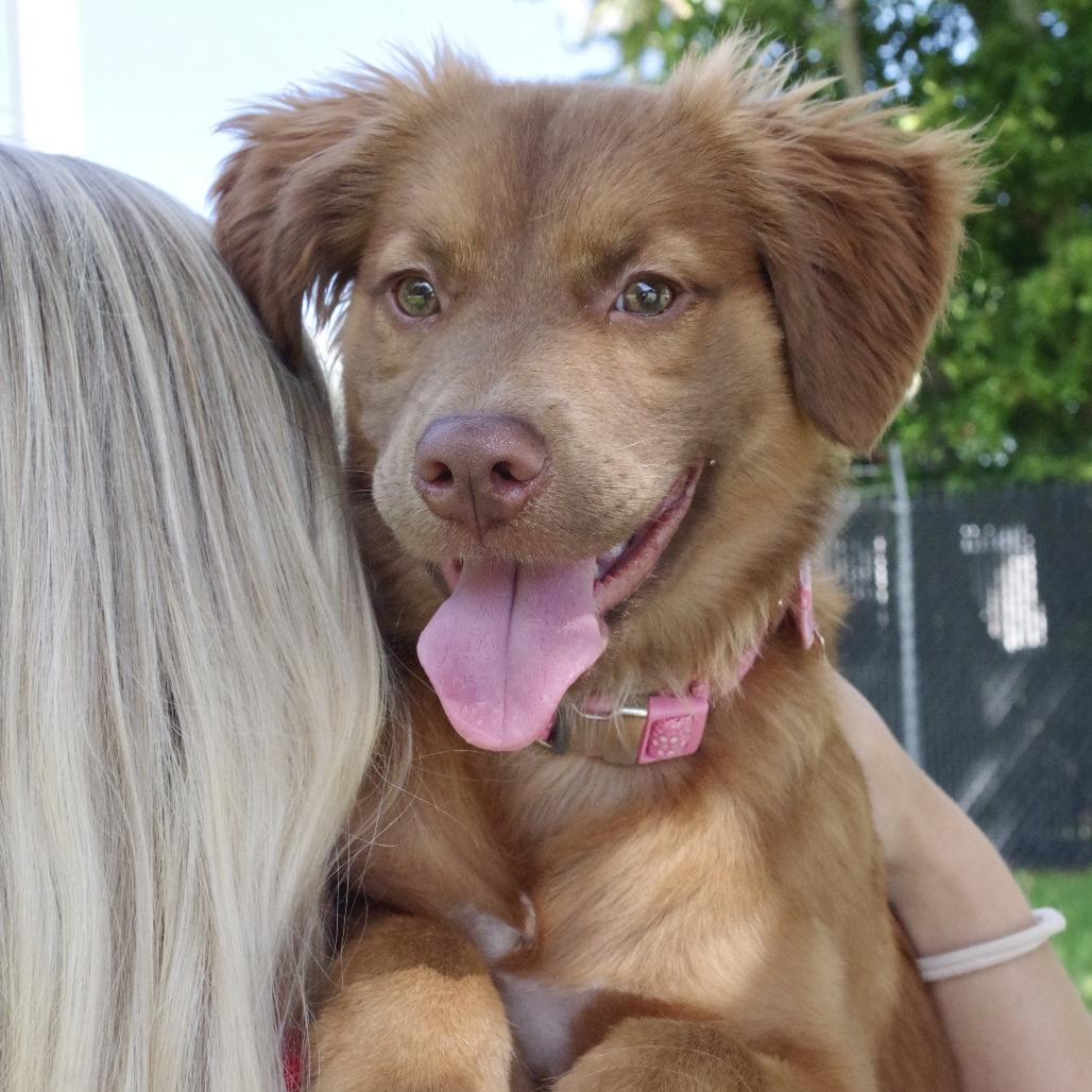 Enlarge Puppy Autumn, a Adoptable mixed breed in Miami, FL image 4/6