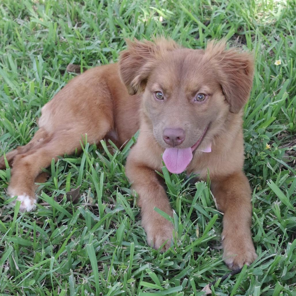 Enlarge Puppy Autumn, a Adoptable mixed breed in Miami, FL image 5/6