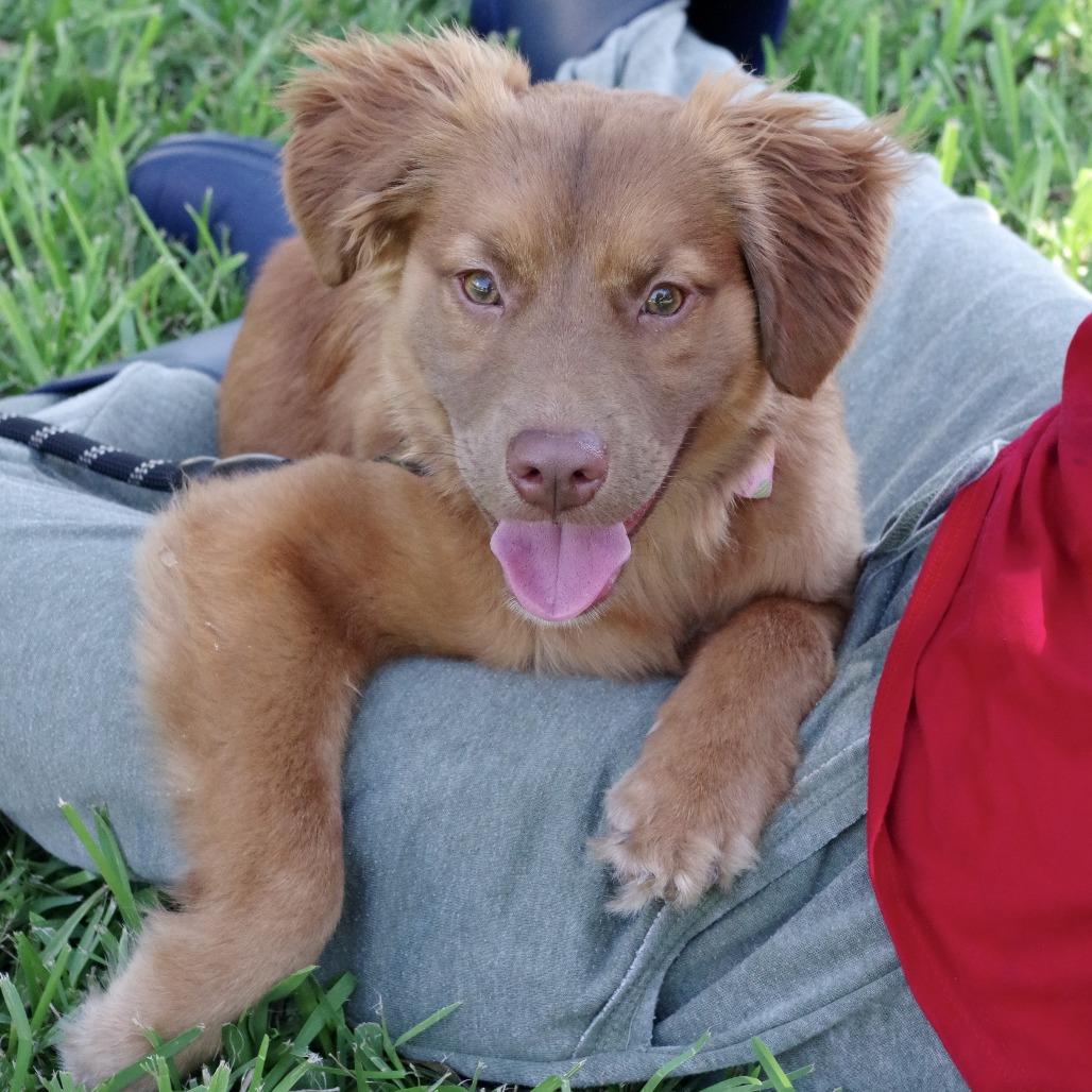 Enlarge Puppy Autumn, a Adoptable mixed breed in Miami, FL image 6/6