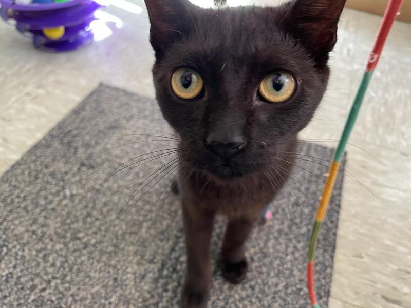 Dewey, Adoptable, Young Male Domestic Short Hair.