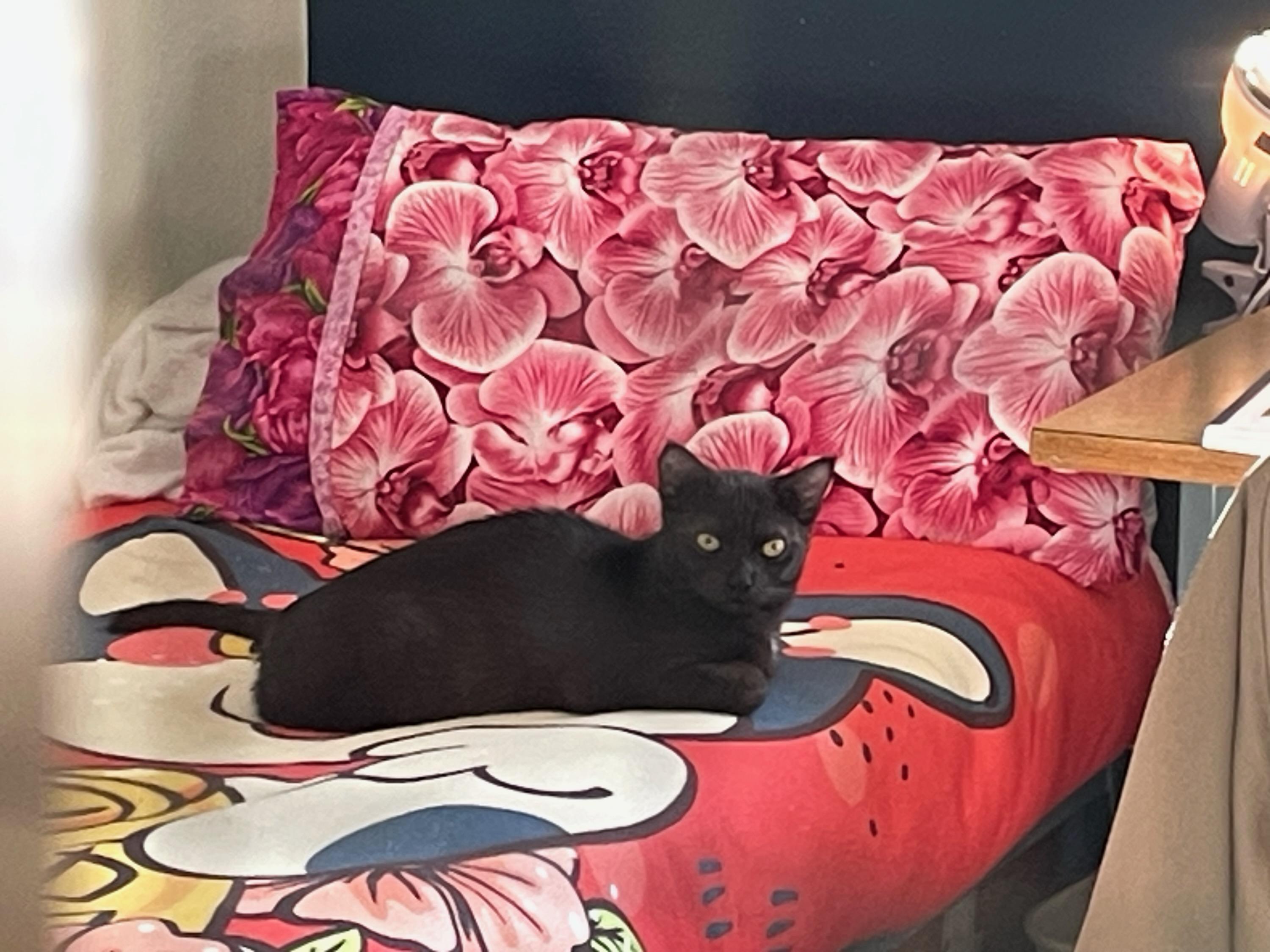 Dewey, a Adoptable Domestic Short Hair in Gig Harbor, WA image 3/3