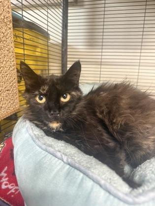 Enlarge Sally, a Adoptable mixed breed in St. Anne, IL image 1/4