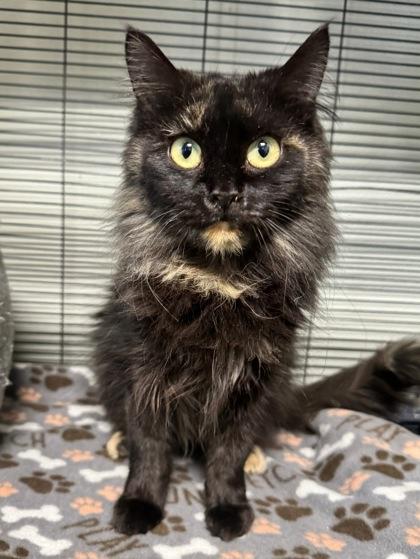 Sally, a Adoptable mixed breed in St. Anne, IL image 2/3