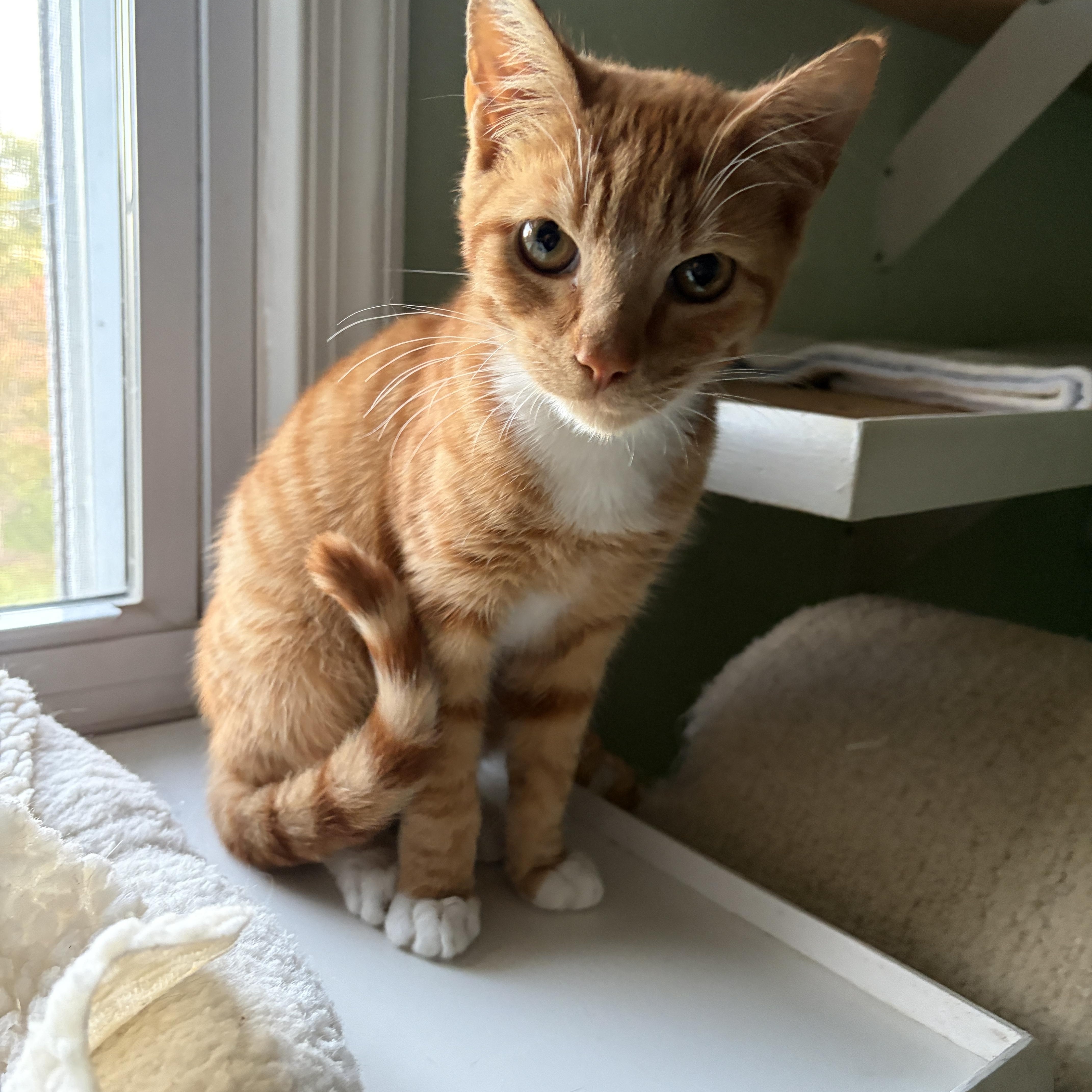 Enlarge RODDY, a Adoptable mixed breed in Churchville, PA image 2/6