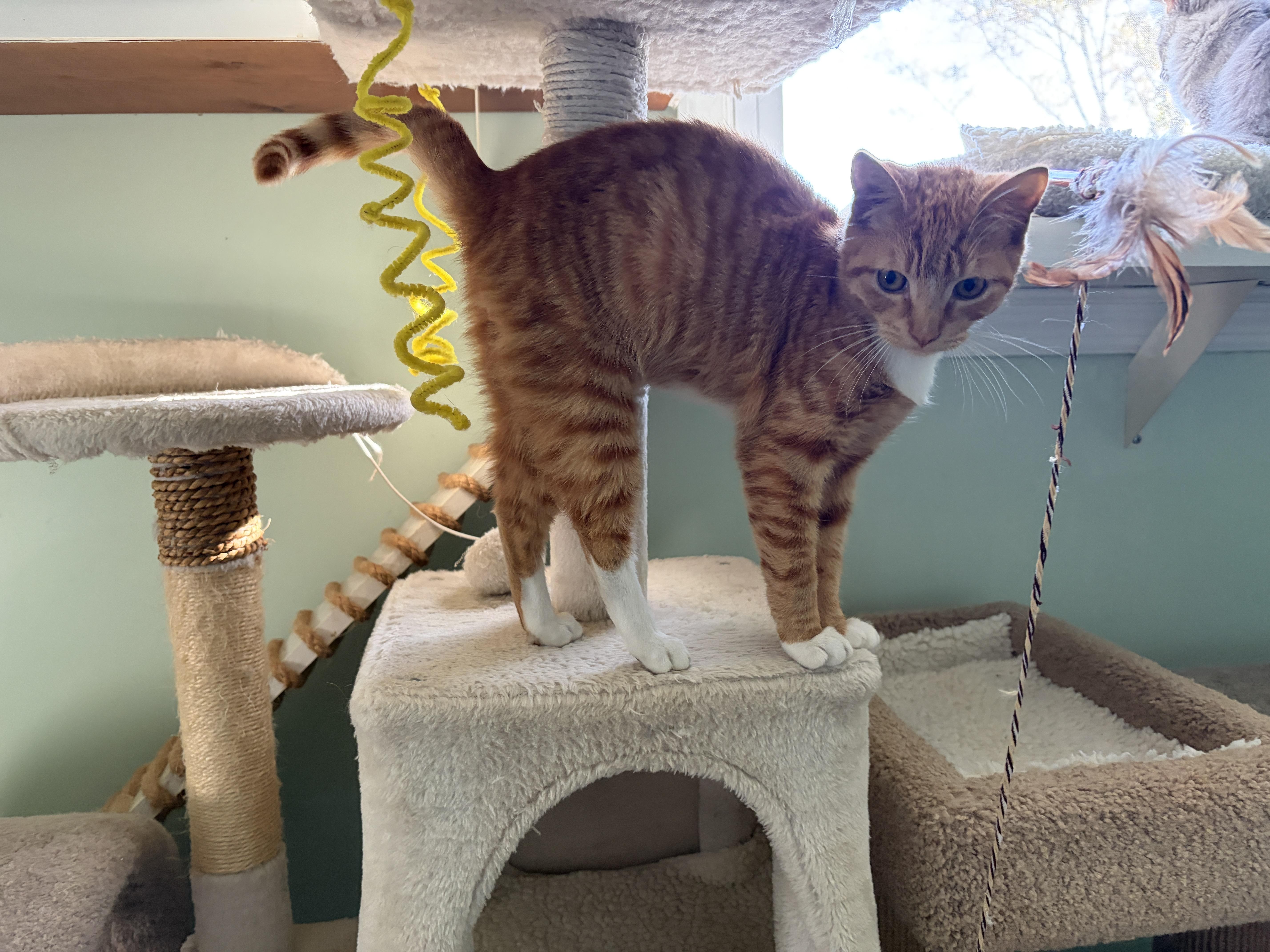 Enlarge RODDY, a Adoptable mixed breed in Churchville, PA image 3/6