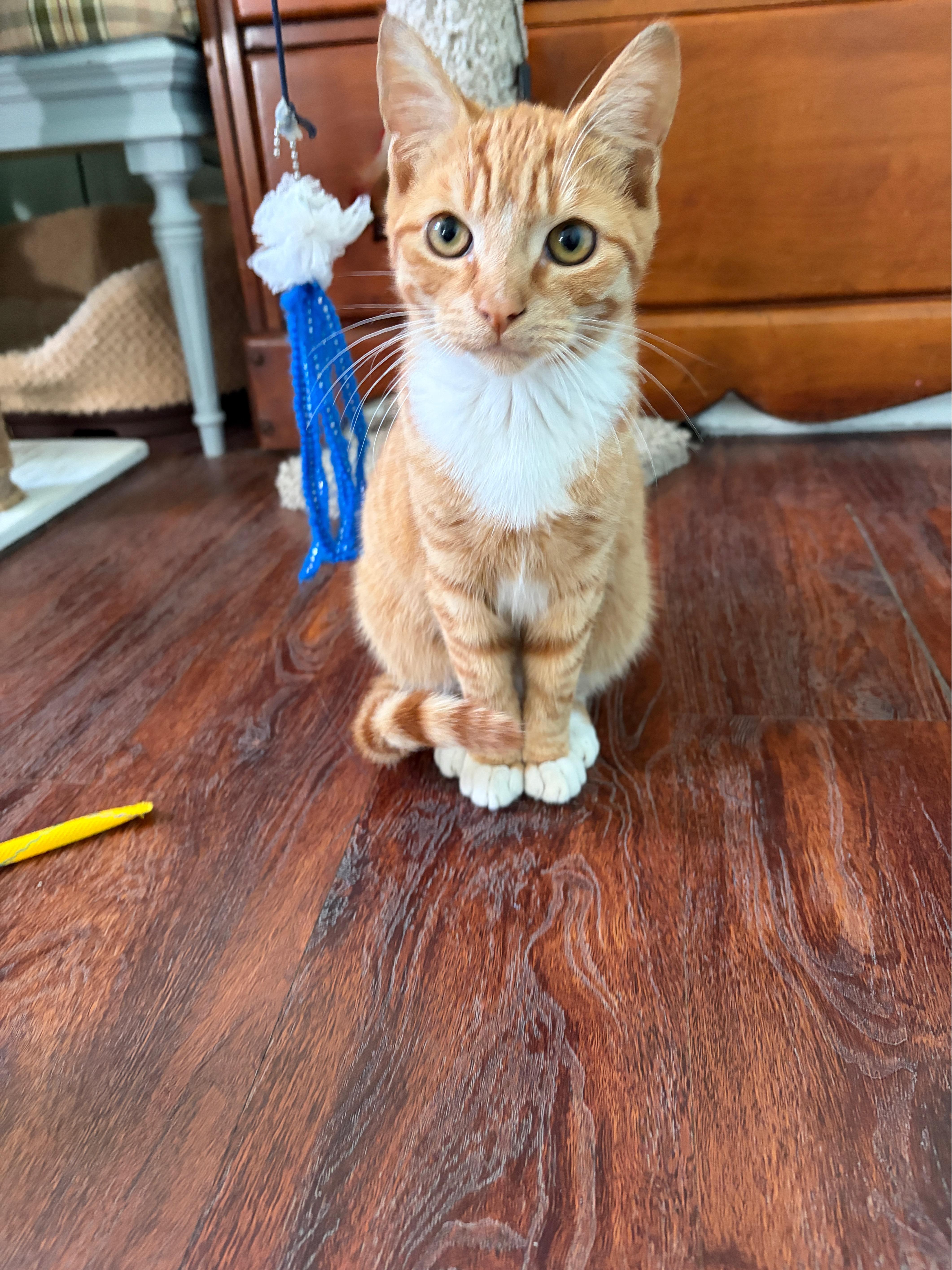 Enlarge RODDY, a Adoptable mixed breed in Churchville, PA image 5/6