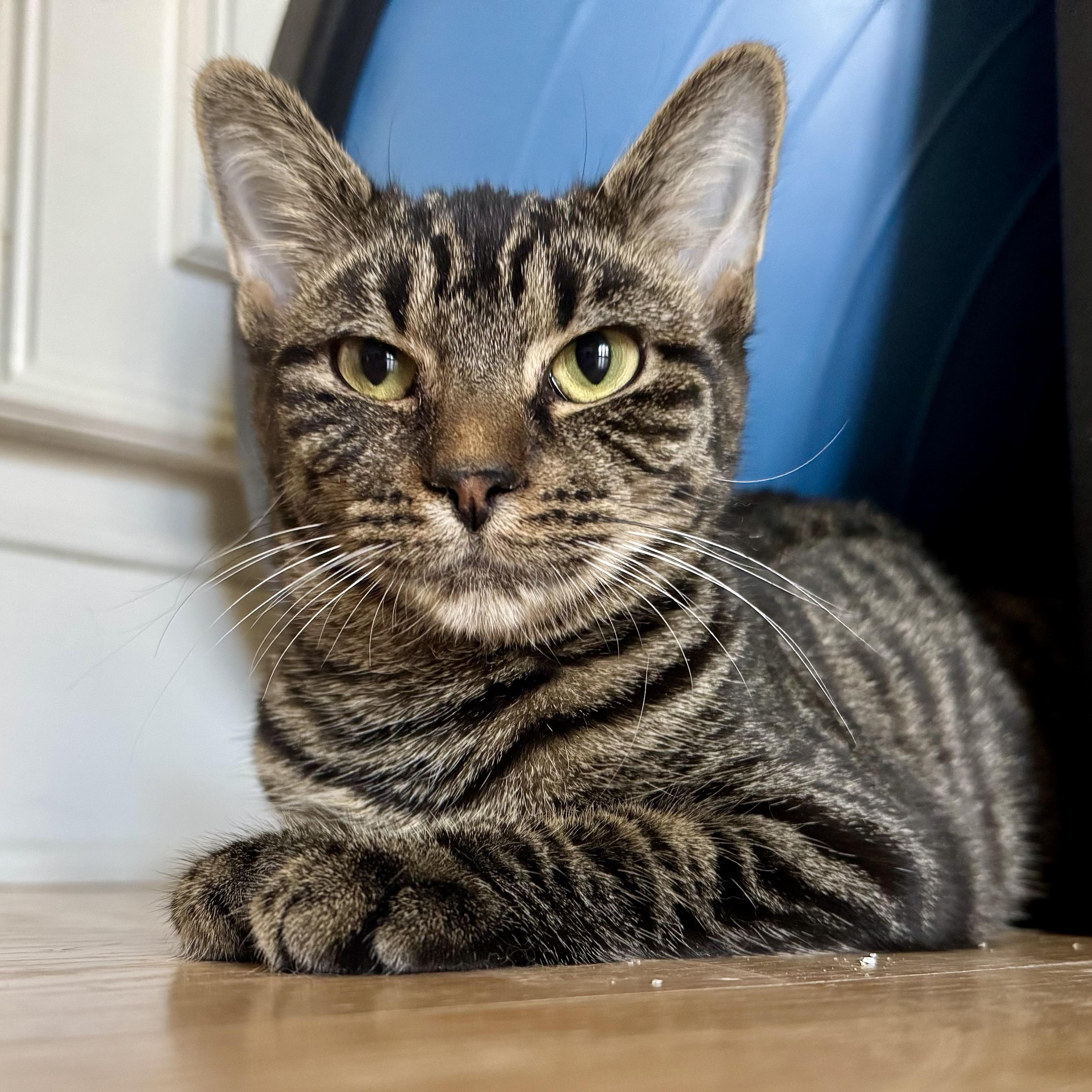 Enlarge Olivia, a Adoptable Tabby in Memphis, TN image 4/6
