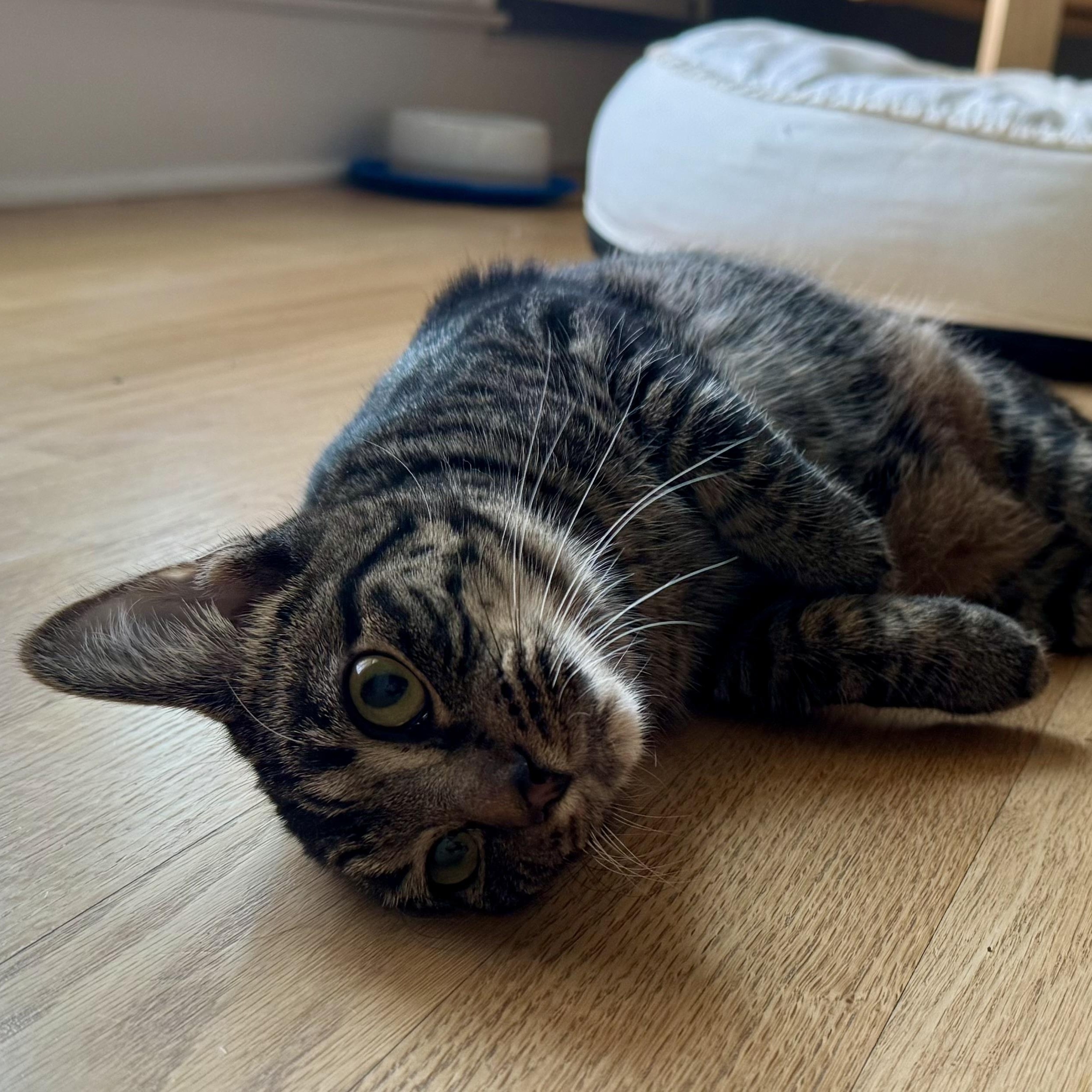 Olivia, Adoptable, Adult Female Tabby.