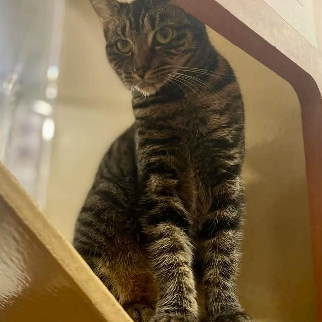 Enlarge Olivia, a Adoptable Tabby in Memphis, TN image 2/6