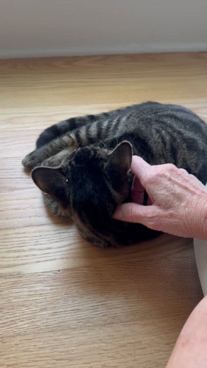 Enlarge Olivia, a Adoptable Tabby in Memphis, TN video 5/6