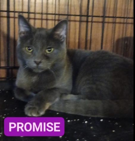 Zz Baby Promise - Courtesy, Adoptable, Young Male Domestic Short Hair & Russian Blue.