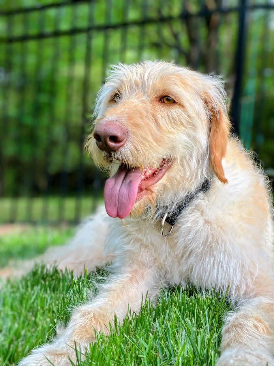 Enlarge Scottie, a Adoptable mixed breed in Arlington, VA image 1/3