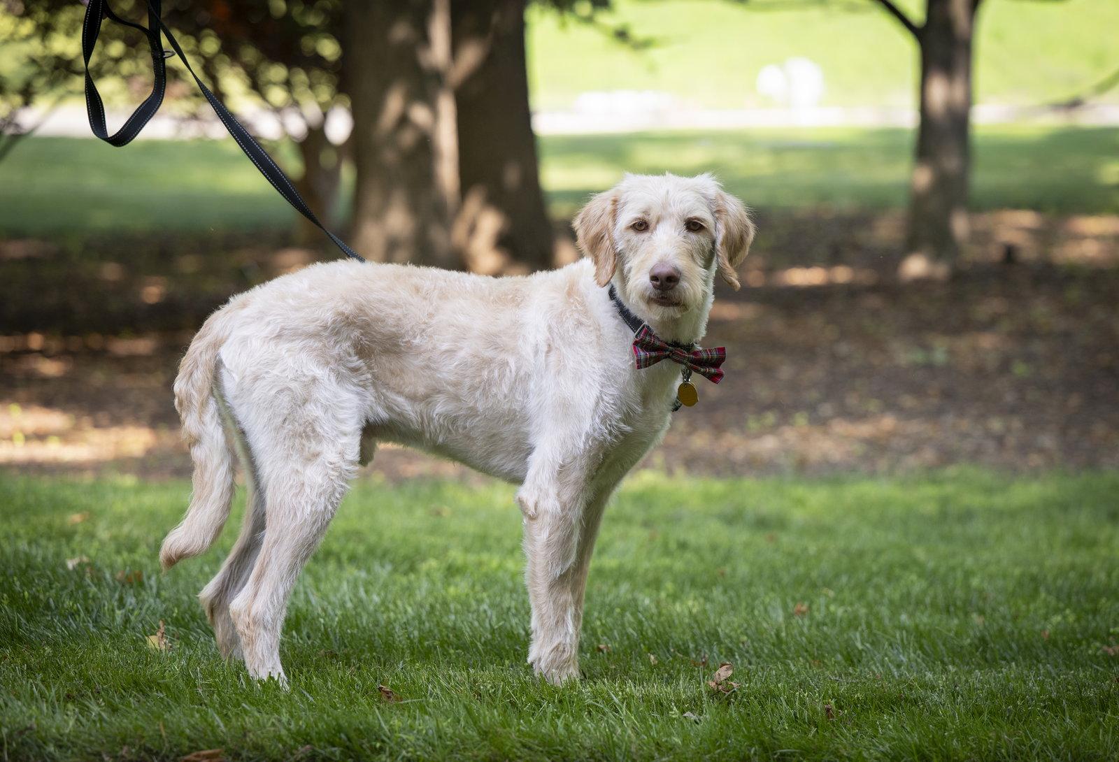 Enlarge Scottie, a Adoptable mixed breed in Arlington, VA image 1/3