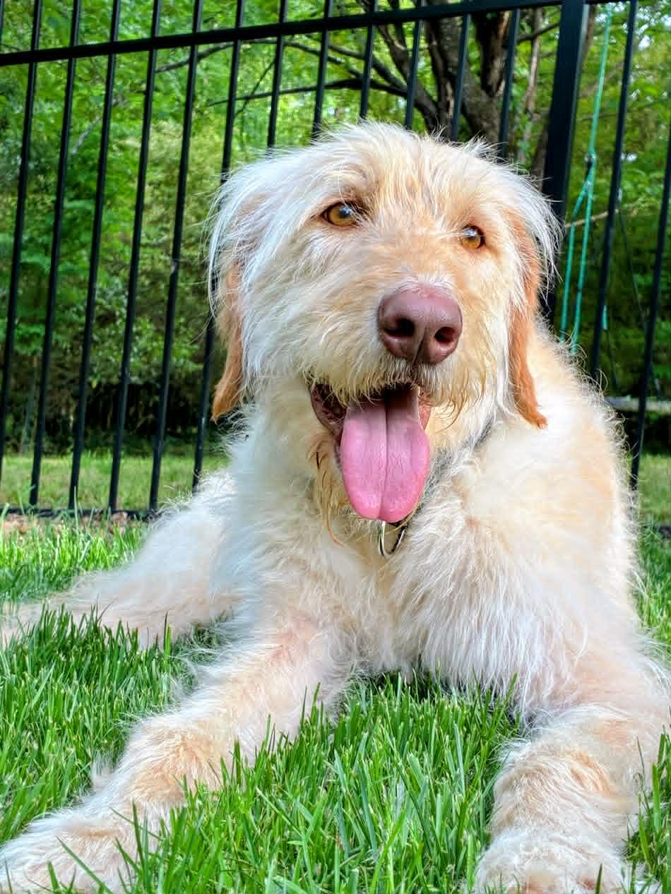 Enlarge Scottie, a Adoptable mixed breed in Arlington, VA image 2/3