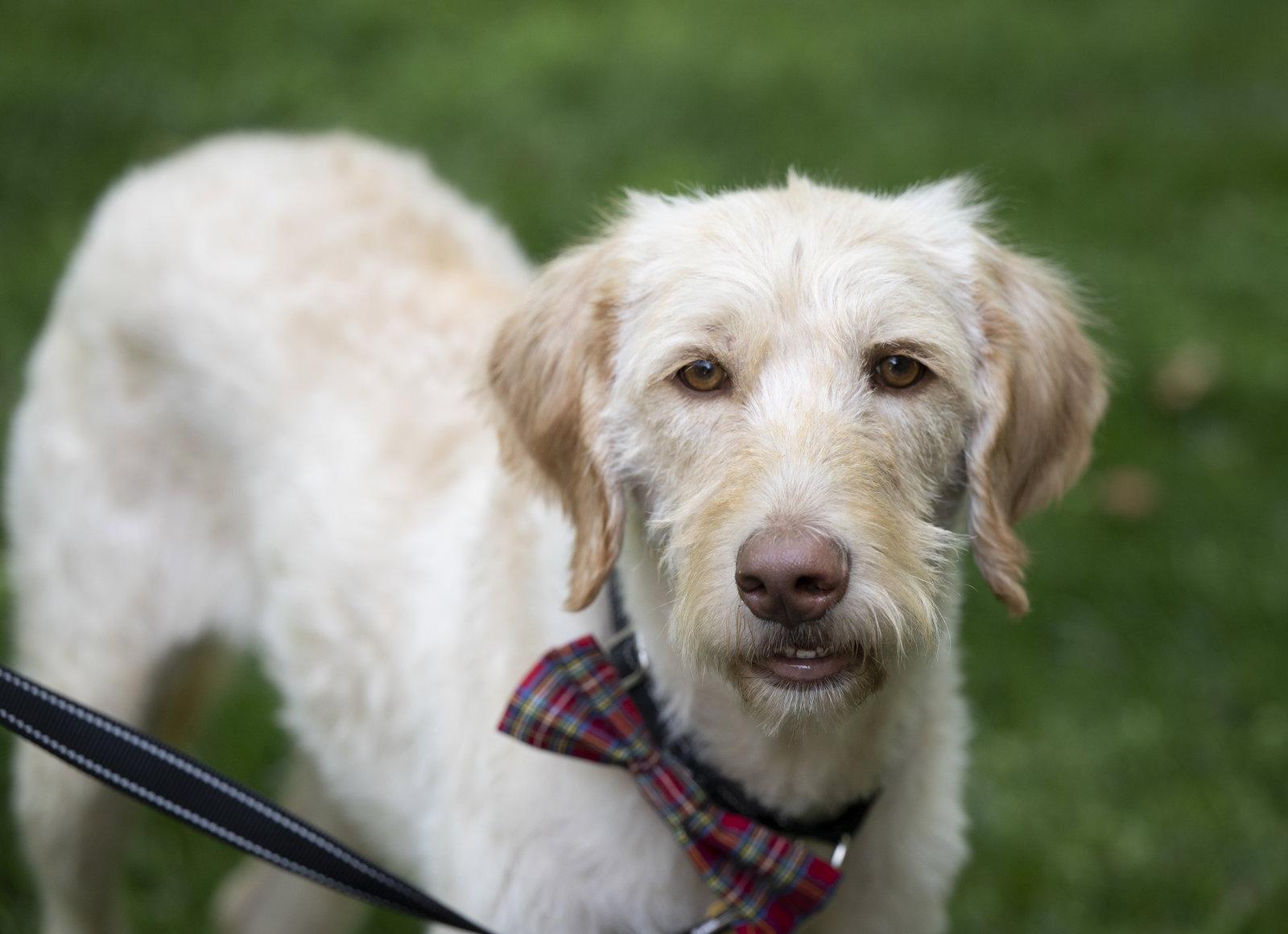 Enlarge Scottie, a Adoptable mixed breed in Arlington, VA image 3/3
