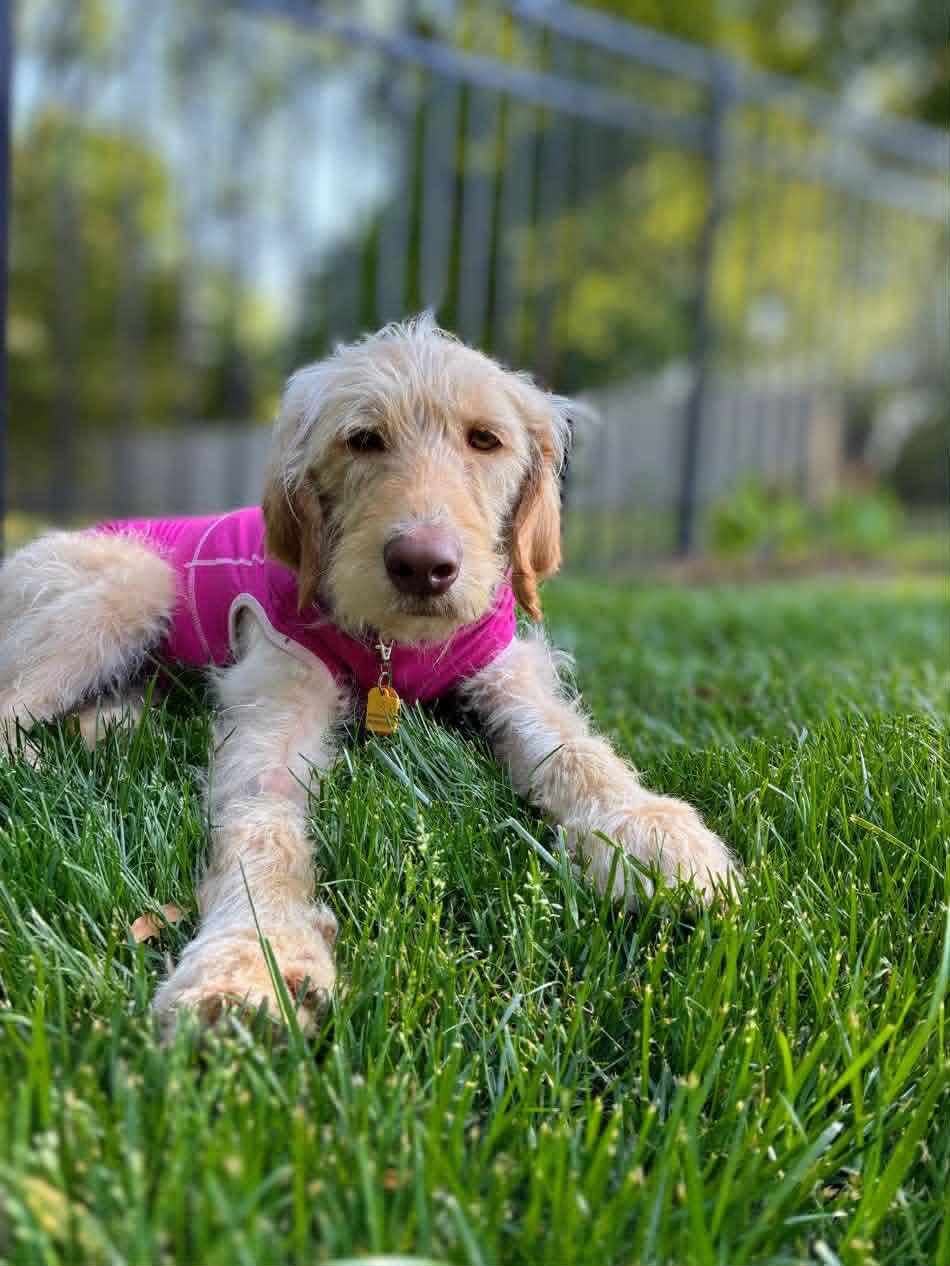 Enlarge Scottie, a Adoptable mixed breed in Arlington, VA image 3/3