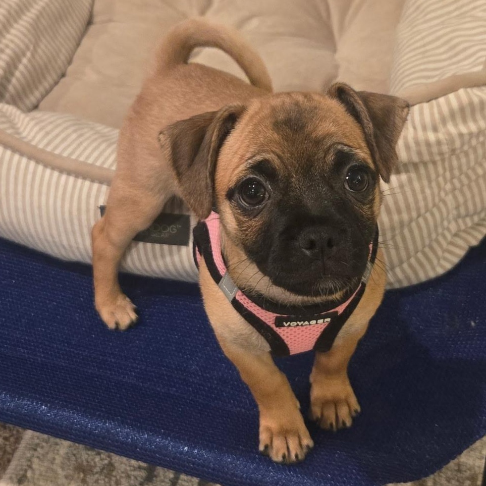 Lola