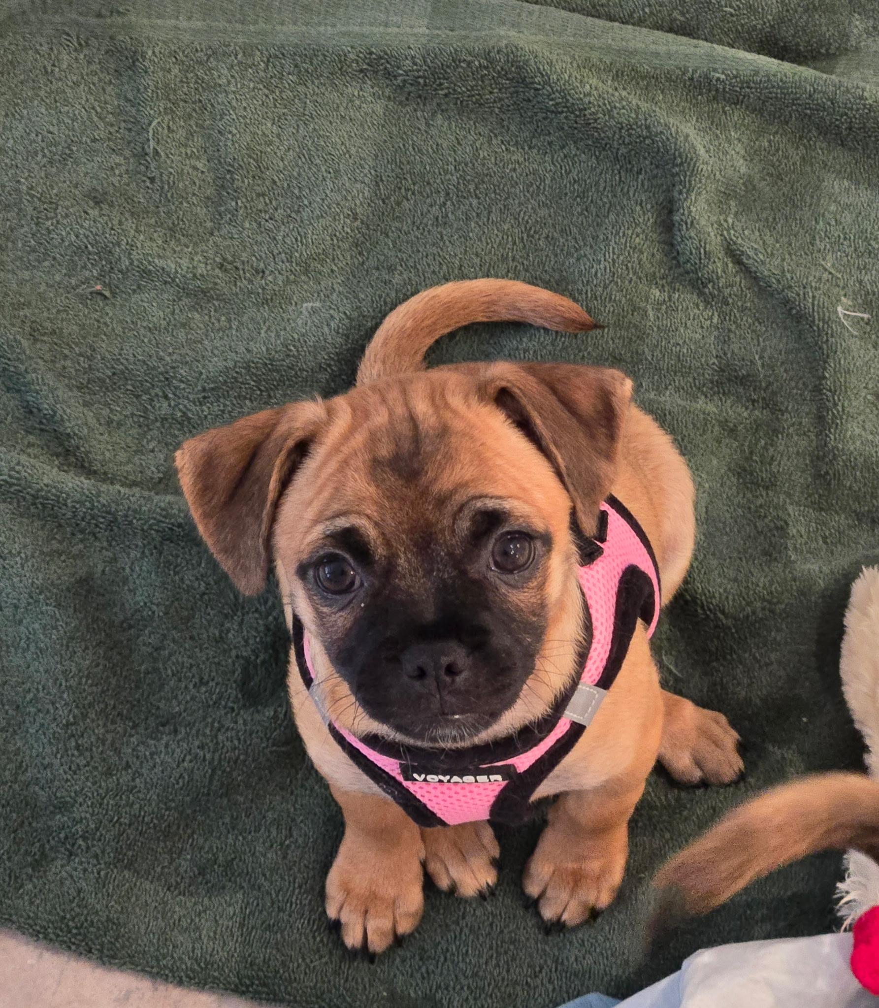 Lola photo 4