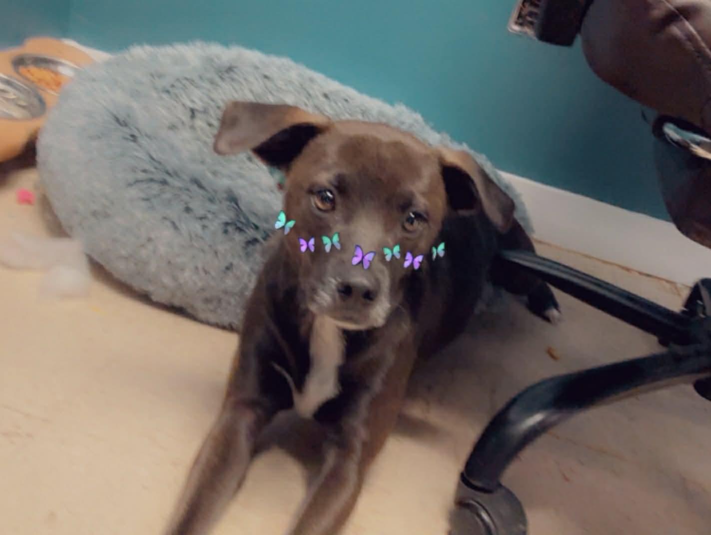 Mitzy (Momma Dog), Adopted, Adult Female Beagle.