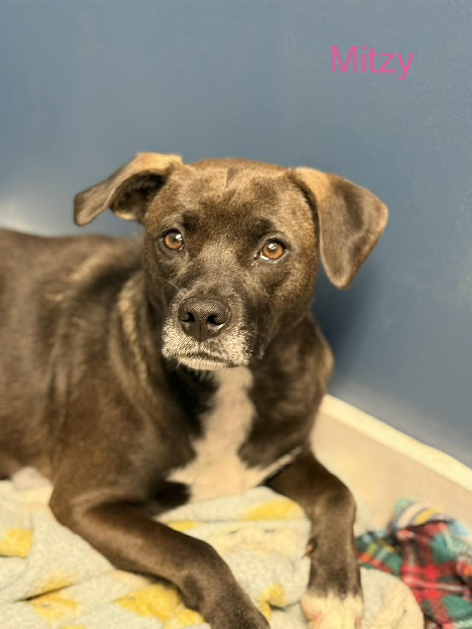 Enlarge Mitzy (Momma Dog), a Adopted mixed breed in Fayetteville, WV image 2/4