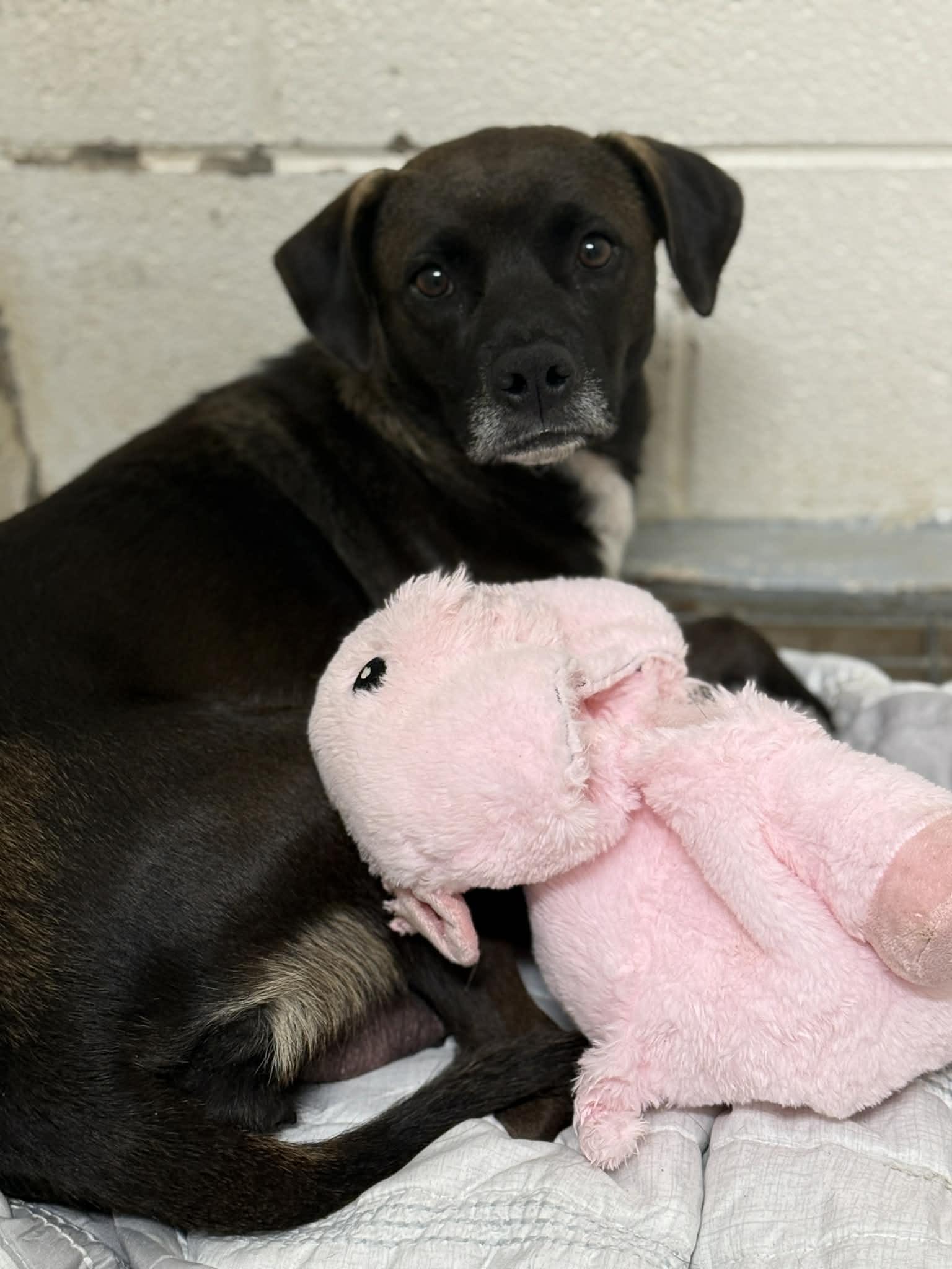 Enlarge Mitzy (Momma Dog), a Adopted mixed breed in Fayetteville, WV image 3/4