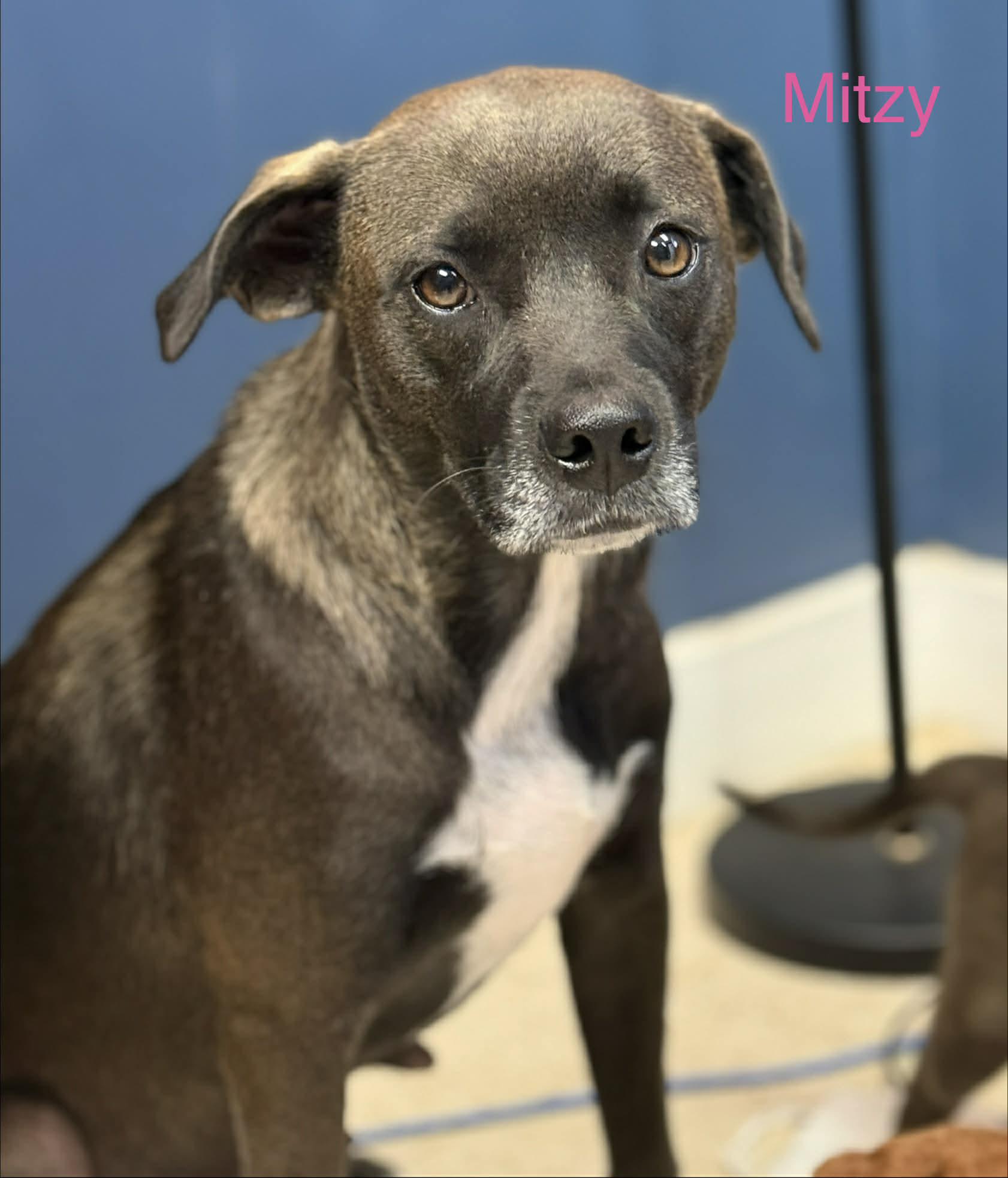 Enlarge Mitzy (Momma Dog), a Adopted mixed breed in Fayetteville, WV image 4/4
