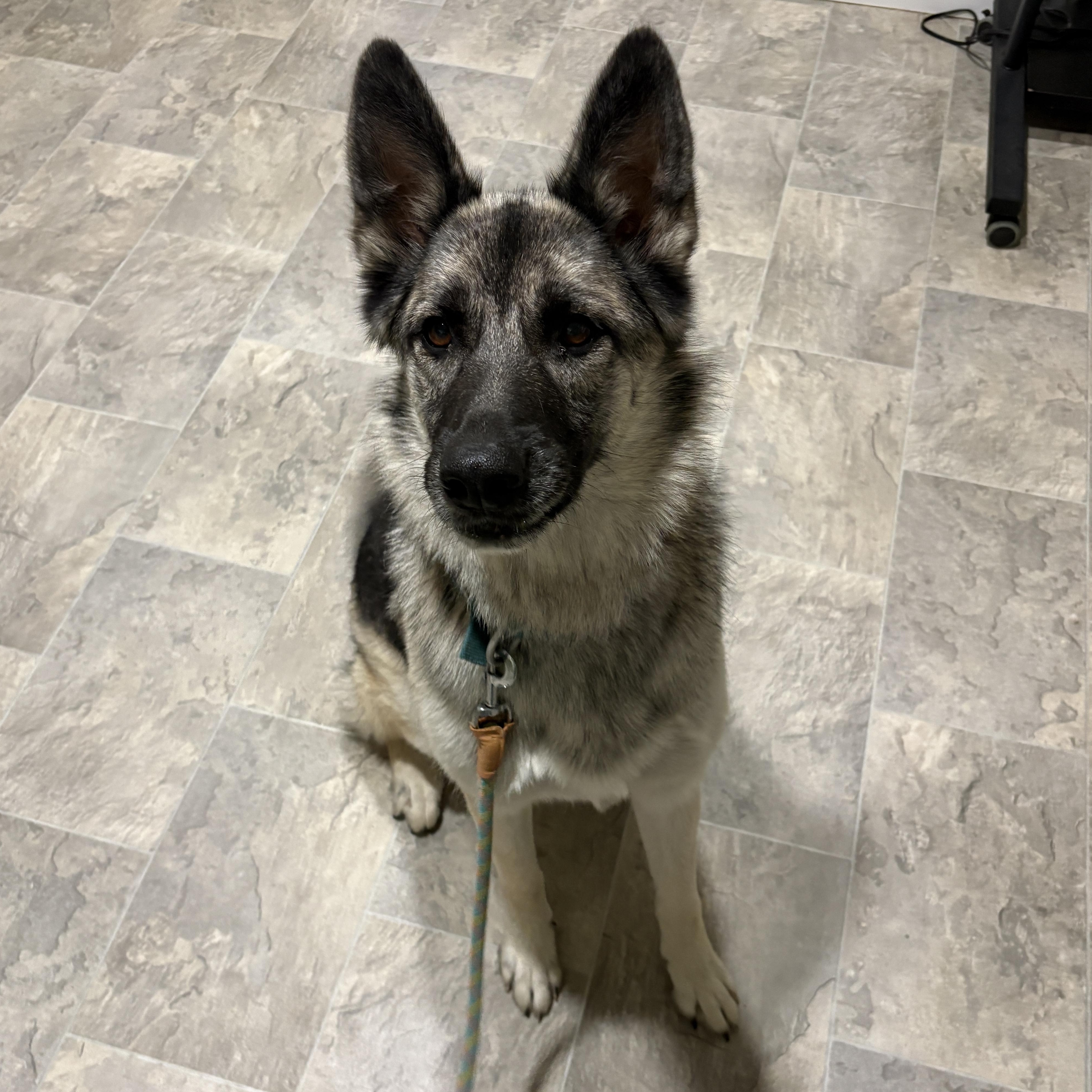 Enlarge Aura, an adopted mixed breed in Grant, NE image 3/6