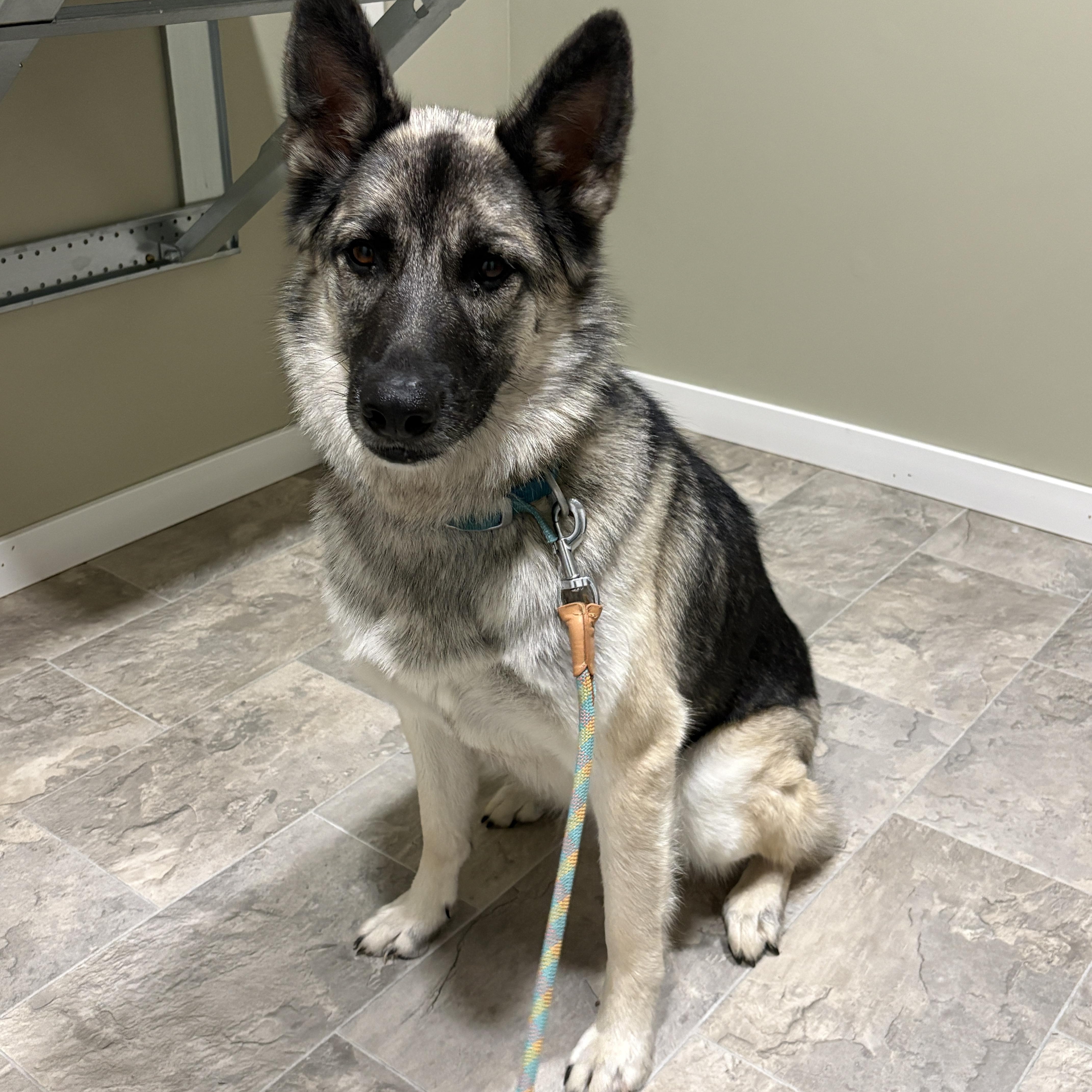 Enlarge Aura, an adopted mixed breed in Grant, NE image 1/6